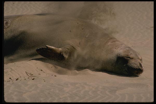 144057 Elephant Seal At Ano Nuevo A4 Photo Print