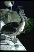 144062 Pelican A4 Photo Print