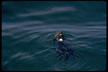 144063 Sea Otter A4 Photo Print