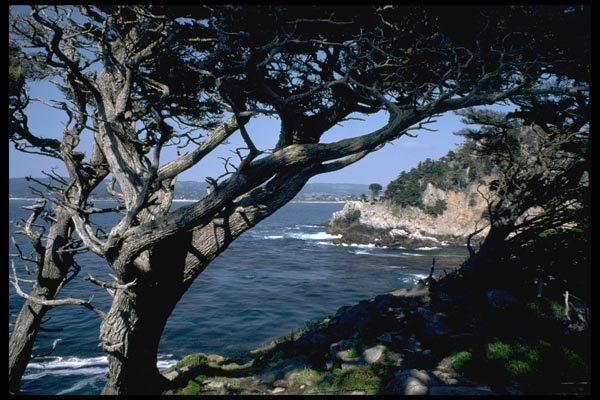 144065 Pt. Lobos State Park A4 Photo Print