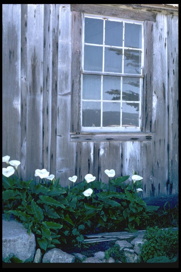 144069 Pt. Lobos State Park Building With Flowers A4 Photo Print