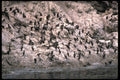 144071 Pt. Lobos State Park Cormorants A4 Photo Print