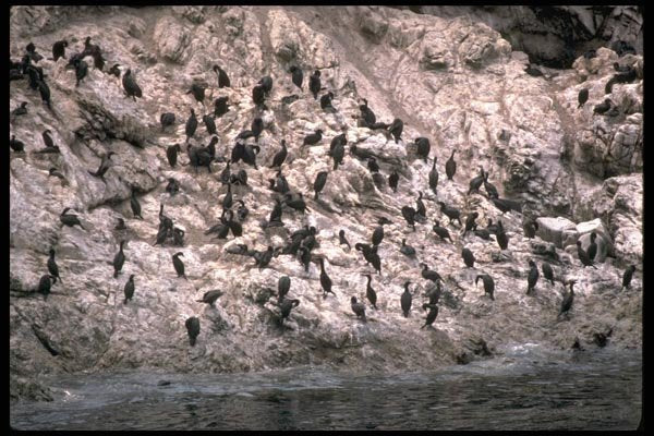 144071 Pt. Lobos State Park Cormorants A4 Photo Print