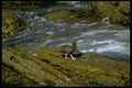 144072 Pt. Lobos State Park Oyster Catcher A4 Photo Print