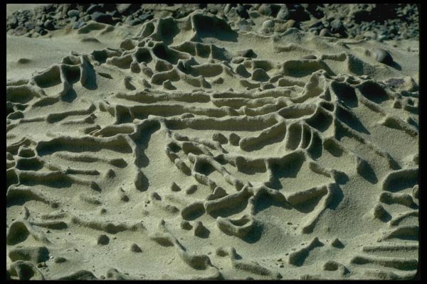144073 Pt. Lobos State Park Sculptured Rock A4 Photo Print