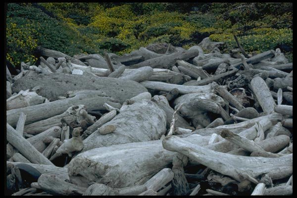 144075 Andrew Molera State Park A4 Photo Print