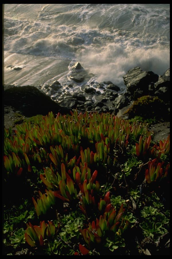 144092 Ice Plant At Presidio Beach, San Francisco A4 Photo Print