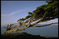 144096 Windswept Tree Lincoln Park, San Francisco A4 Photo Print