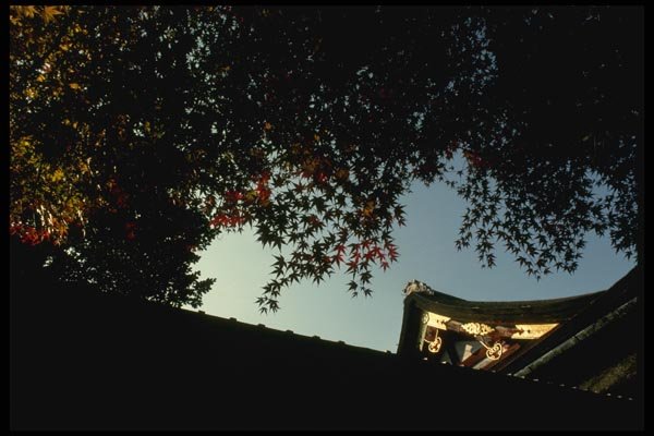 145045 Tranquil Temple Roof And Maple Foliage A4 Photo Print
