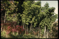 145070 Bamboo Grove In Tenryuji Temple's Garden A4 Photo Print