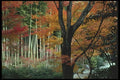 145071 Maples And Bamboo, Tenryuji Temple, Kyoto A4 Photo Print