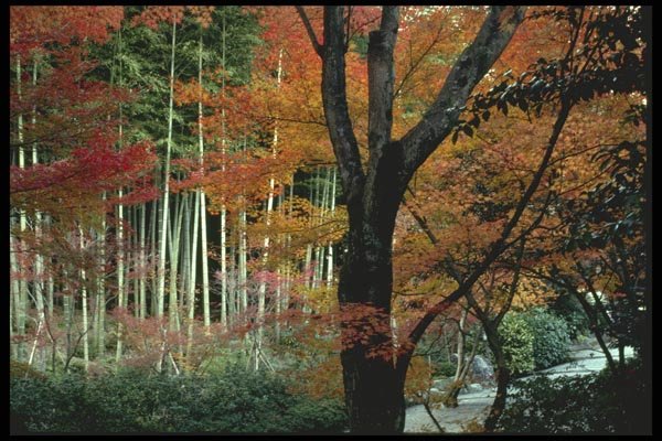 145071 Maples And Bamboo, Tenryuji Temple, Kyoto A4 Photo Print