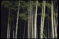 145072 Bamboo Grove, Arashiyama Park A4 Photo Print