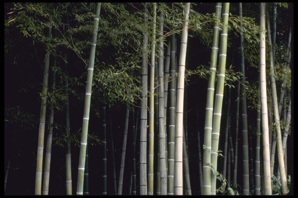 145072 Bamboo Grove, Arashiyama Park A4 Photo Print