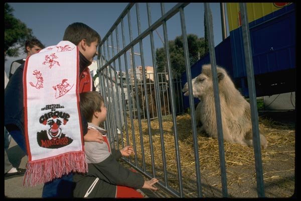 146091 Once A Year, It's Circus Time A Preview For Young Fans A4 Photo Print