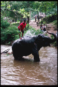 147062 Chiang Mai Mae Sa Elephant Taking Shower A4 Photo Print