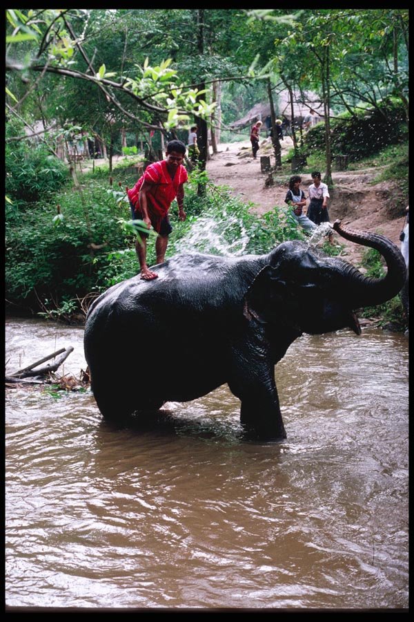 147062 Chiang Mai Mae Sa Elephant Taking Shower A4 Photo Print