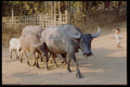 147076 Chiang Rai Karen Village Water Buffalo A4 Photo Print