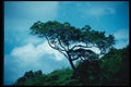 147091 Phuket Tree On Hillside A4 Photo Print