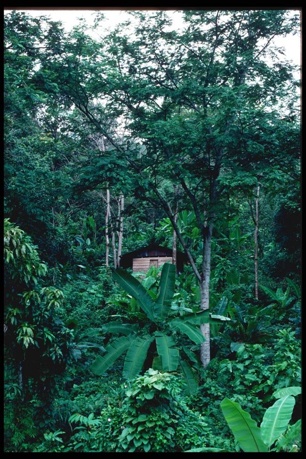 147092 Phuket House In Jungle A4 Photo Print