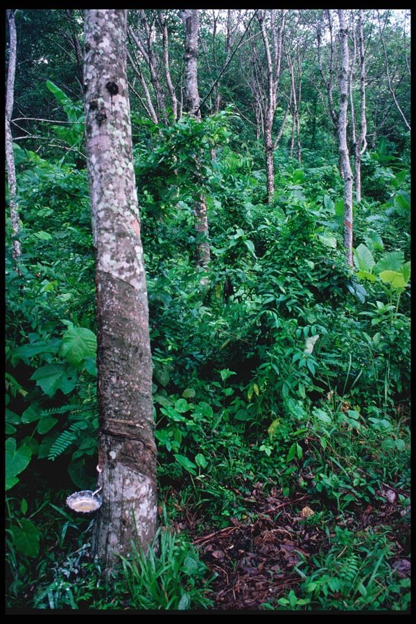 147093 Phuket Rubber Trees A4 Photo Print