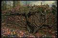 148036 Flowering Fence, Brooklyn Botanical Gardens A4 Photo Print