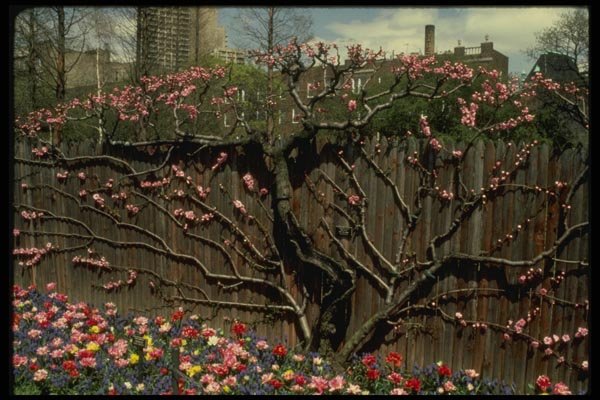 148036 Flowering Fence, Brooklyn Botanical Gardens A4 Photo Print