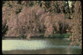 148044 Cherry Blossoms, Brooklyn Botanical Gardens A4 Photo Print