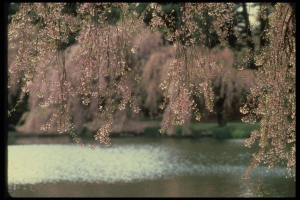148044 Cherry Blossoms, Brooklyn Botanical Gardens A4 Photo Print