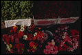 148051 Flowers And Fruit On Display A4 Photo Print