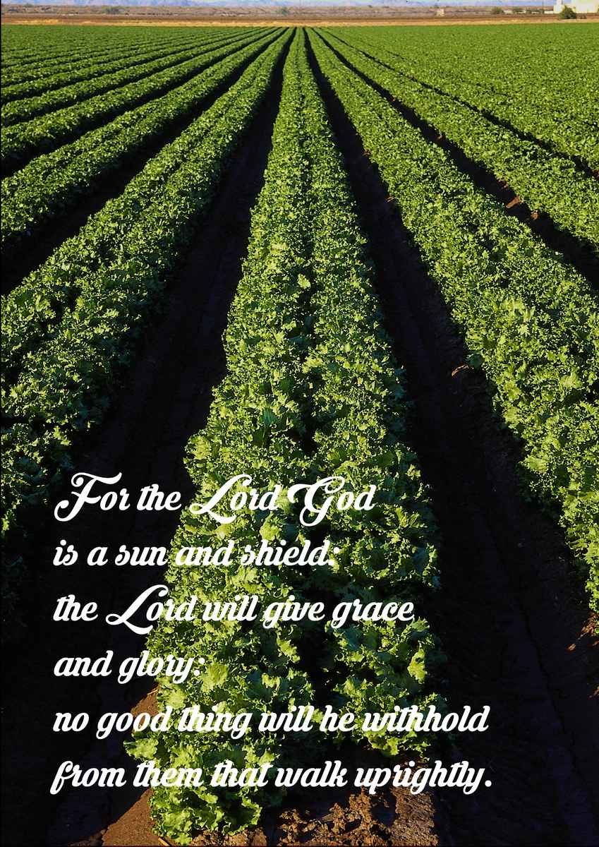 And shewed them vile Nicanor's head and the hand of that blasphemer which with proud brags he had stretched out against the holy temple of the Almighty A4 photo print 