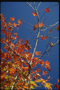 150001 Orange On Blue A4 Photo Print