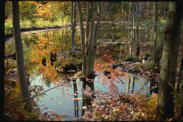 150004 Fall Pool A4 Photo Print