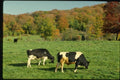 150007 Cows In A Pasture A4 Photo Print