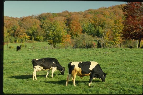 150007 Cows In A Pasture A4 Photo Print