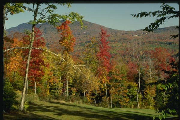 150011 Mountain Through Birch A4 Photo Print