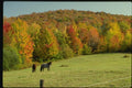 150013 Horses In Meadow A4 Photo Print
