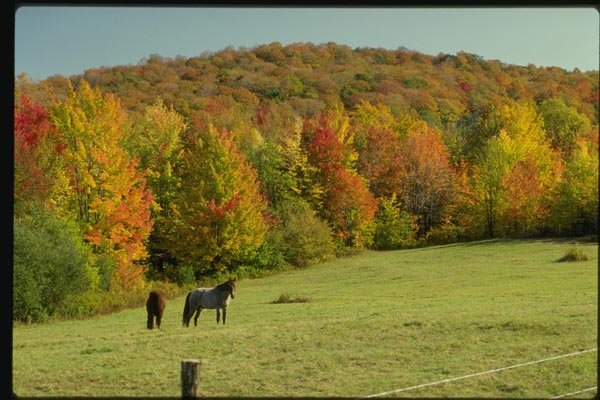 150013 Horses In Meadow A4 Photo Print