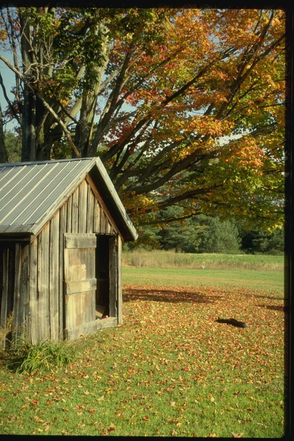 150016 Shed By A Tree A4 Photo Print