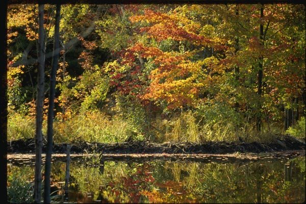 150021 Leaf speckled Water A4 Photo Print