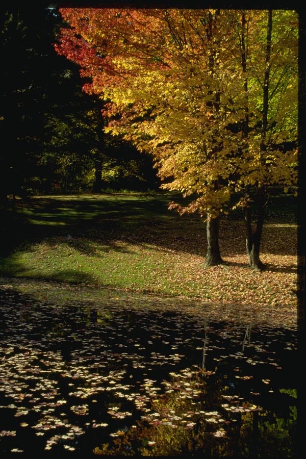 150023 Tree side Pond A4 Photo Print