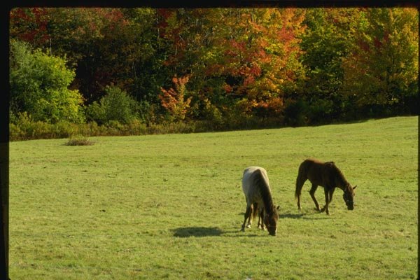 150024 Two Horses A4 Photo Print