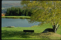 150030 Bench Under A Birch A4 Photo Print