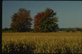 150032 Corn In Fields A4 Photo Print