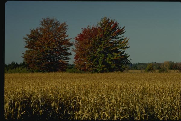 150032 Corn In Fields A4 Photo Print