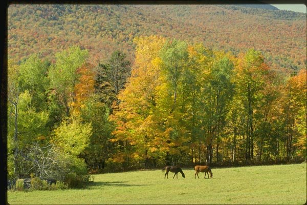 150033 Horses Grazing A4 Photo Print