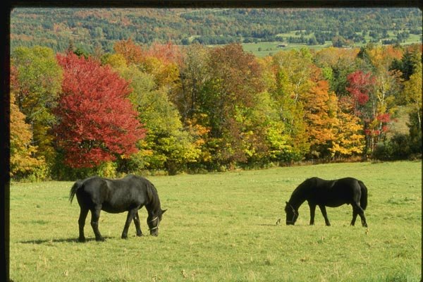 150036 Two Black Horses A4 Photo Print