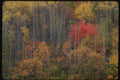150037 Splash Of Red A4 Photo Print