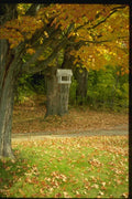 150038 Bird Feeder A4 Photo Print