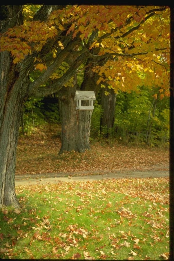 150038 Bird Feeder A4 Photo Print